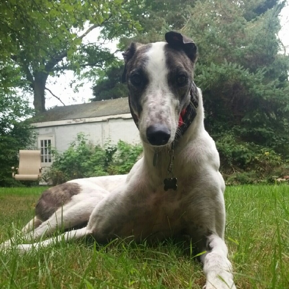 Meet your Posher, Samantha - Picture 4 of 7