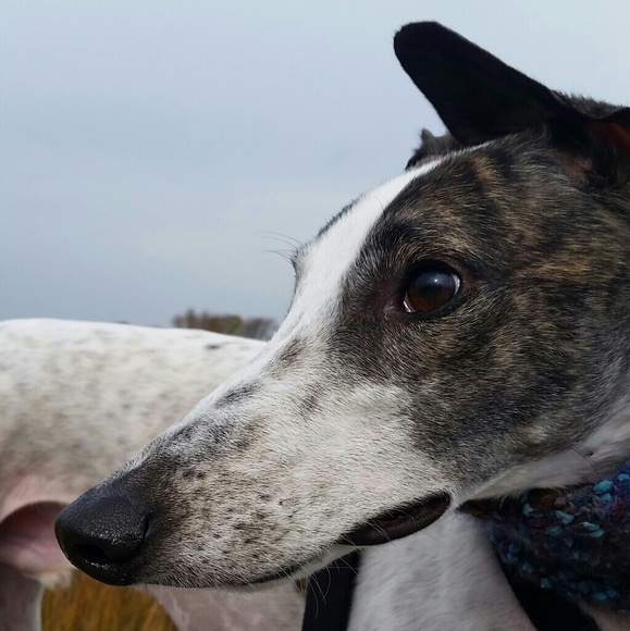 Meet your Posher, Samantha - Picture 2 of 7