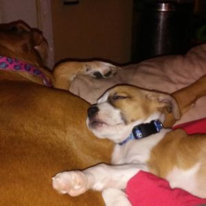 Meet your Posher, Heidi