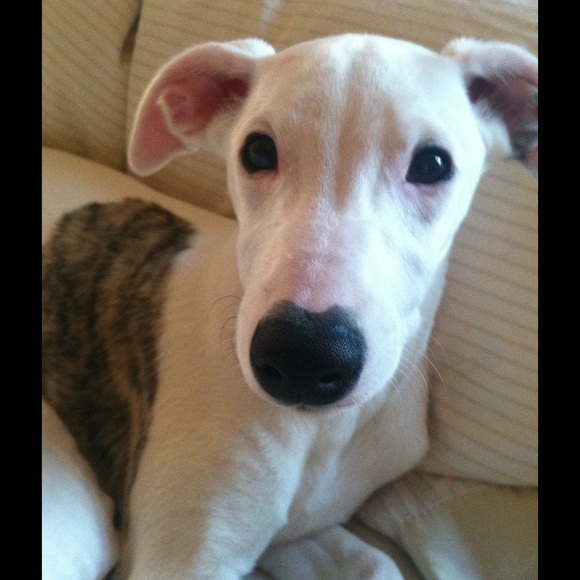 Meet your Posher, Mackenzie - Picture 1 of 1