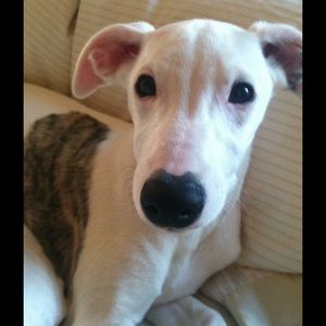 Meet your Posher, Mackenzie