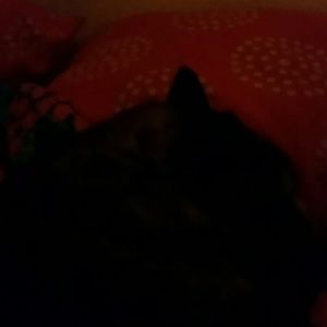 Meet your Posher, Paige