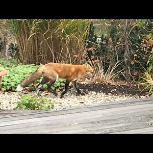 Meet your Posher, Wendy