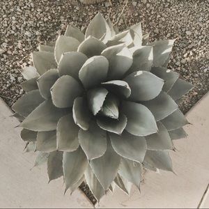 Meet your Posher, Mary jane