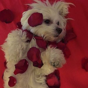 Meet your Posher, Kendall