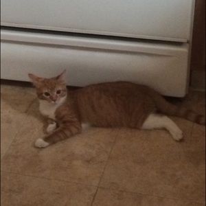 Meet your Posher, Vanessa