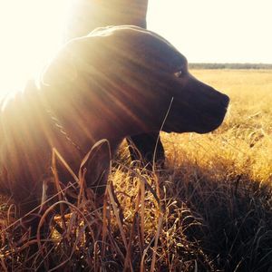 Meet your Posher, Bo