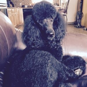 Meet your Posher, Marilynn