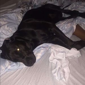 Meet your Posher, Dan