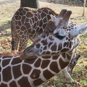 Meet your Posher, Jane