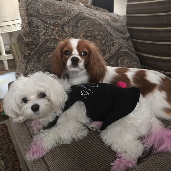 Meet your Posher, Olympia