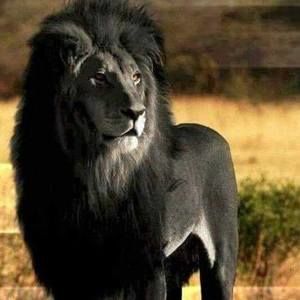 Meet your Posher, Lamarcus