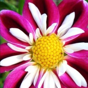 Meet your Posher, Marnee