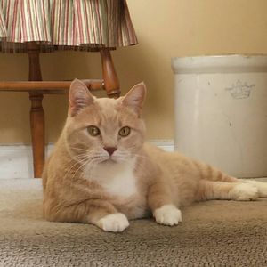 Meet your Posher, Laurie