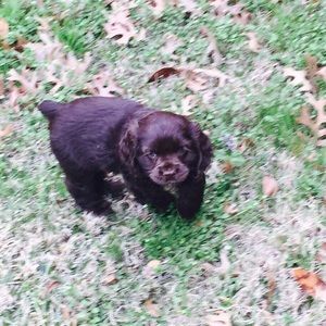 Meet your Posher, Ladona