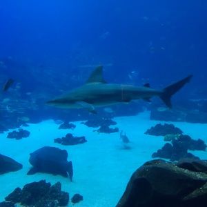 Meet your Posher, Sandra