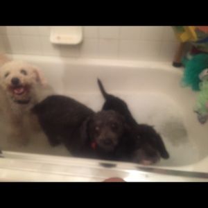 Meet your Posher, Cassandra