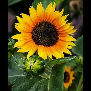 Meet your Posher, Danya