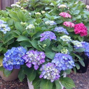 Meet your Posher, Pam