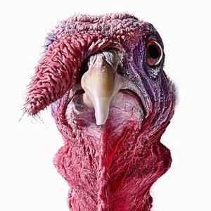 Meet your Posher, Jan