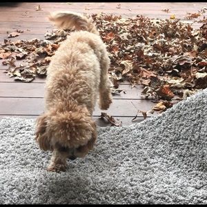 Meet your Posher, Laurie