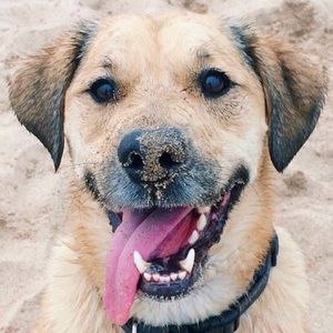 Meet your Posher, Wags