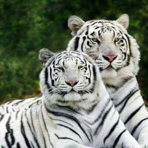 Meet your Posher, Raven