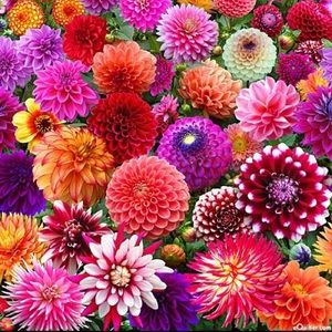 Meet your Posher, Dena