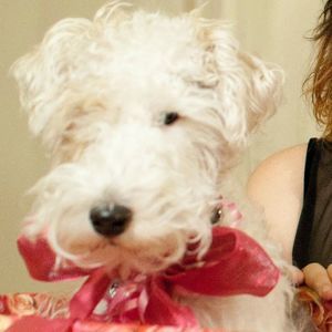 Meet your Posher, Kira