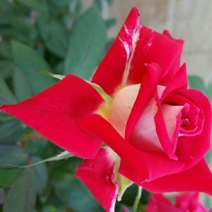 Meet your Posher, Olga