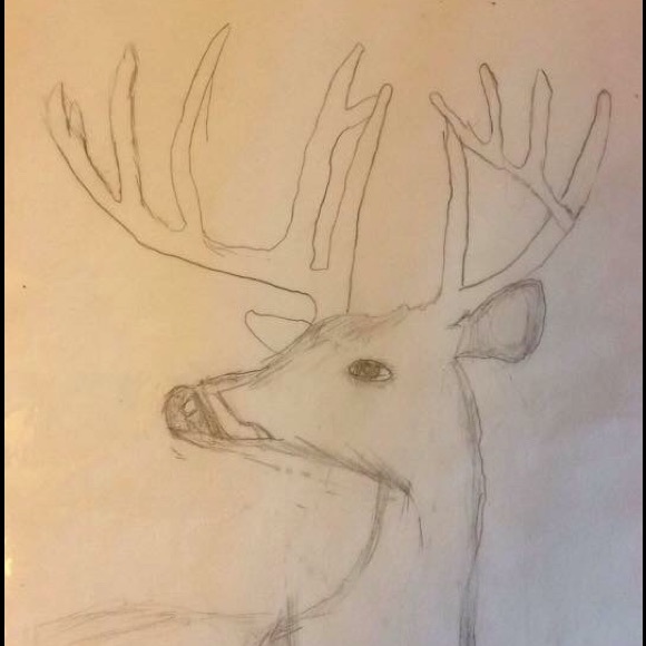Deer drawing - Picture 1 of 1
