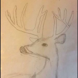 Deer drawing