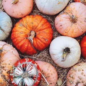 Meet your Posher, Shealyn