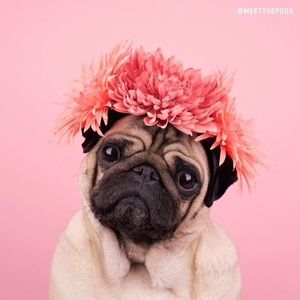 Meet your Posher, Brianne