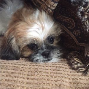 Meet your Posher, Allison