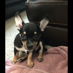 Meet your Posher, Diana