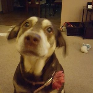 Meet your Posher, Crystal