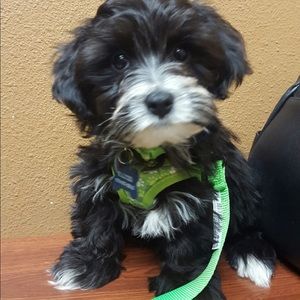 Meet your Posher, Dillon