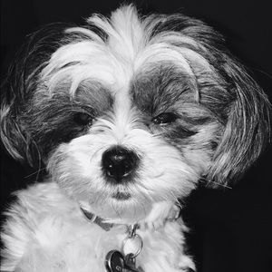 Meet your Posher, Mollie