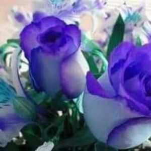 Meet your Posher, Sherry