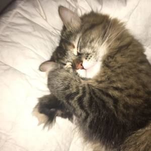 Meet your Posher, Anne