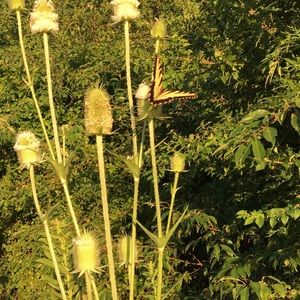 Meet your Posher, Errin