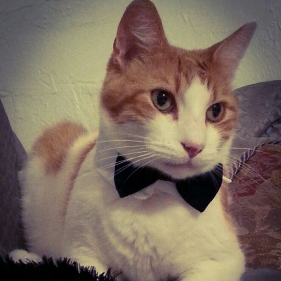 Meet your Posher, Stephanie - Picture 4 of 4