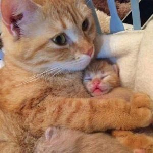 Meet your Posher, Ramon