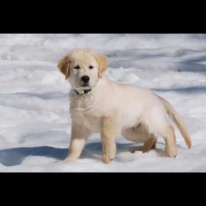 Meet your Posher, Saroj