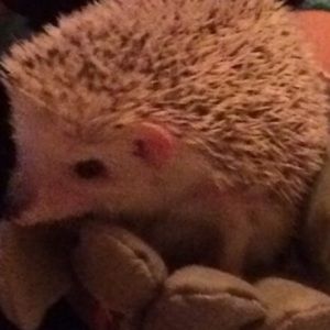 Meet your Posher, Mellissa