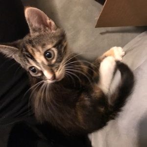 Meet your Posher, Summer