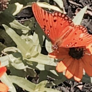 Meet your Posher, Austin