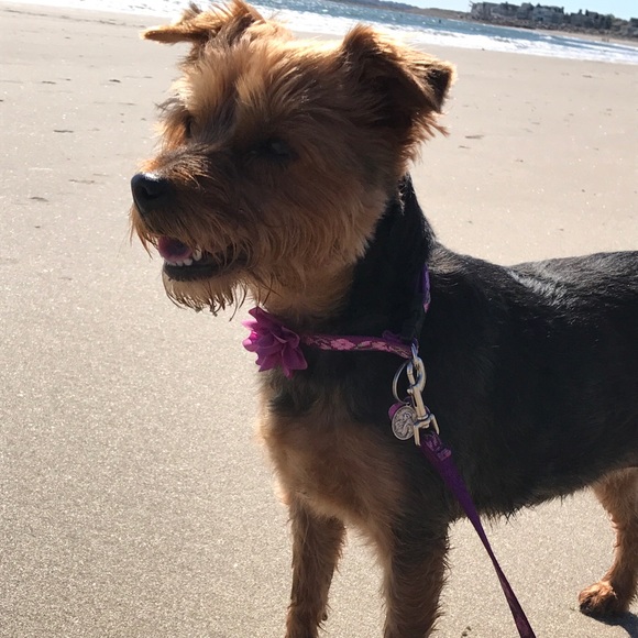 MEET THE POSHER✨🌱💖 - Picture 5 of 8