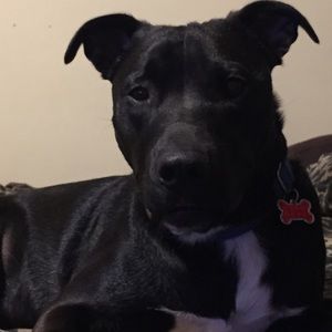 Meet your Posher, Will